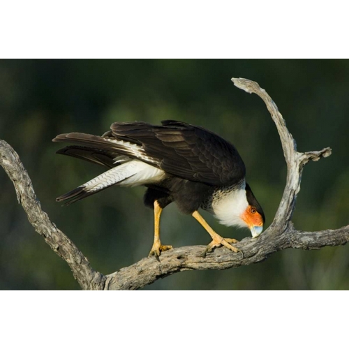 TX, Starr Co, Crested caracara cleaning its bill